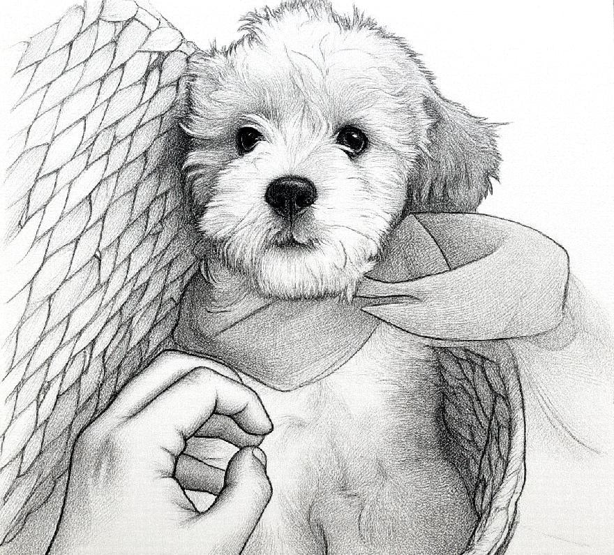 Pet Portrait