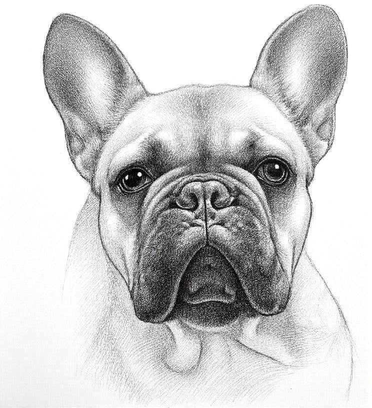 Pet Portrait