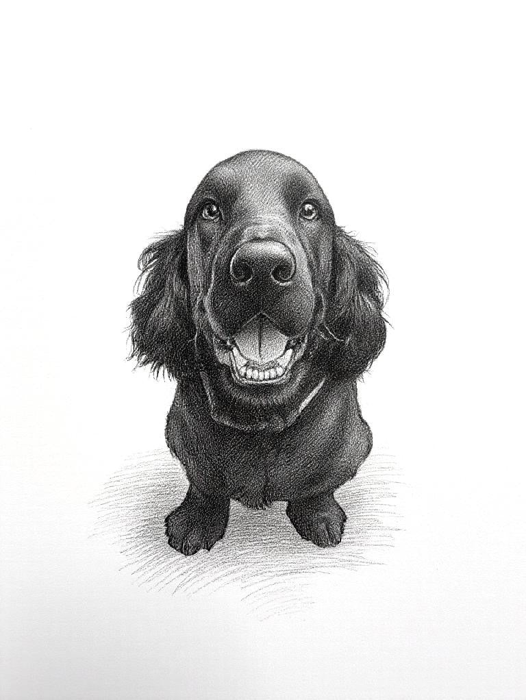 Pet Portrait