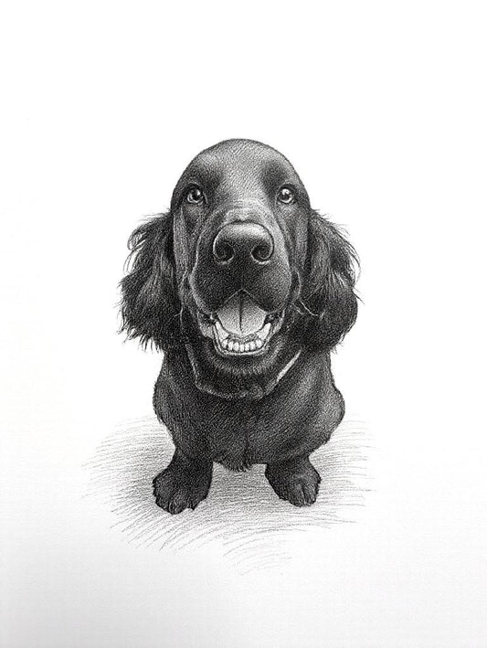 Pet Portrait