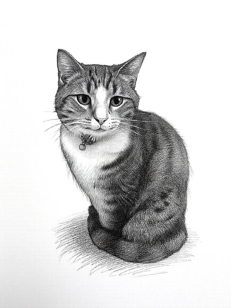 Pet Portrait